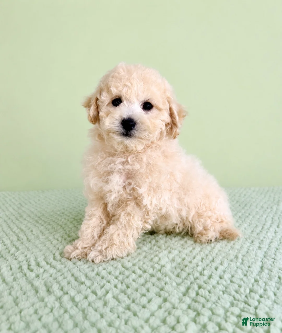 Bichon Frise dogs for sale: Barry - Ad 5