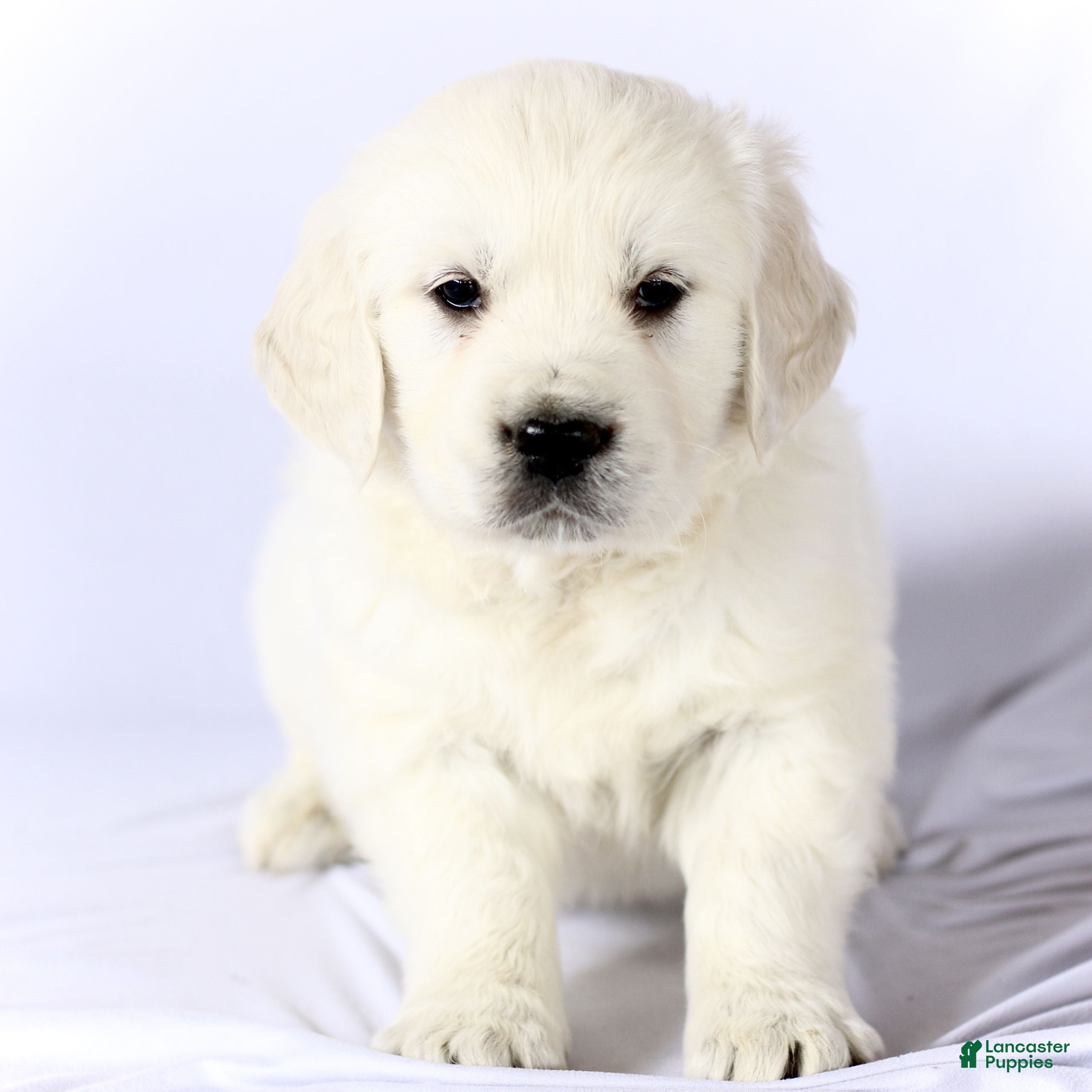 Golden Retriever dogs Skipper  - Ad 20