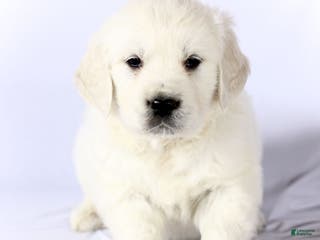 Golden Retriever dogs Skipper - Ad 32