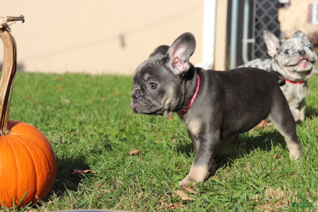 French Bulldog dogs for sale: Taz  - Ad 7
