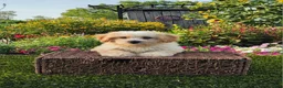 Havapoo dogs for sale: Ace - Ad 10