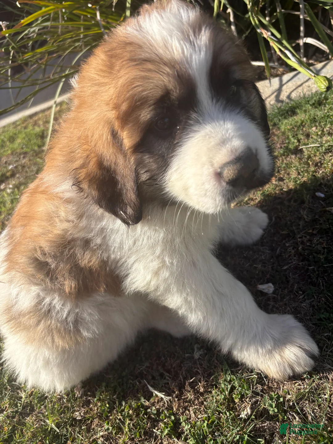 Mixed Breed dogs for sale: Mixed Breed Puppy 4 - Ad 2