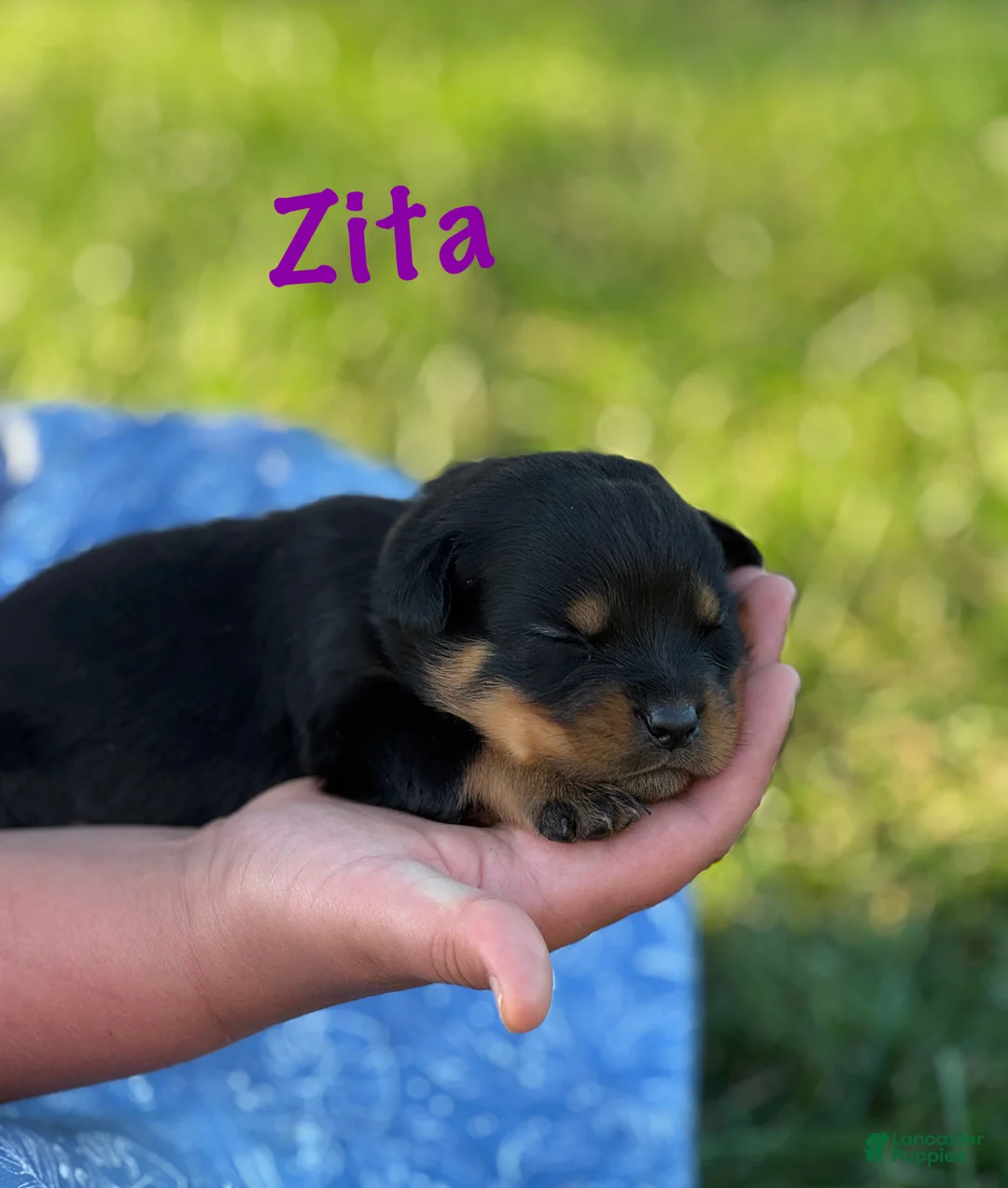 Rottweiler dogs for sale: Zita w LONG TAIL  - Ad 2