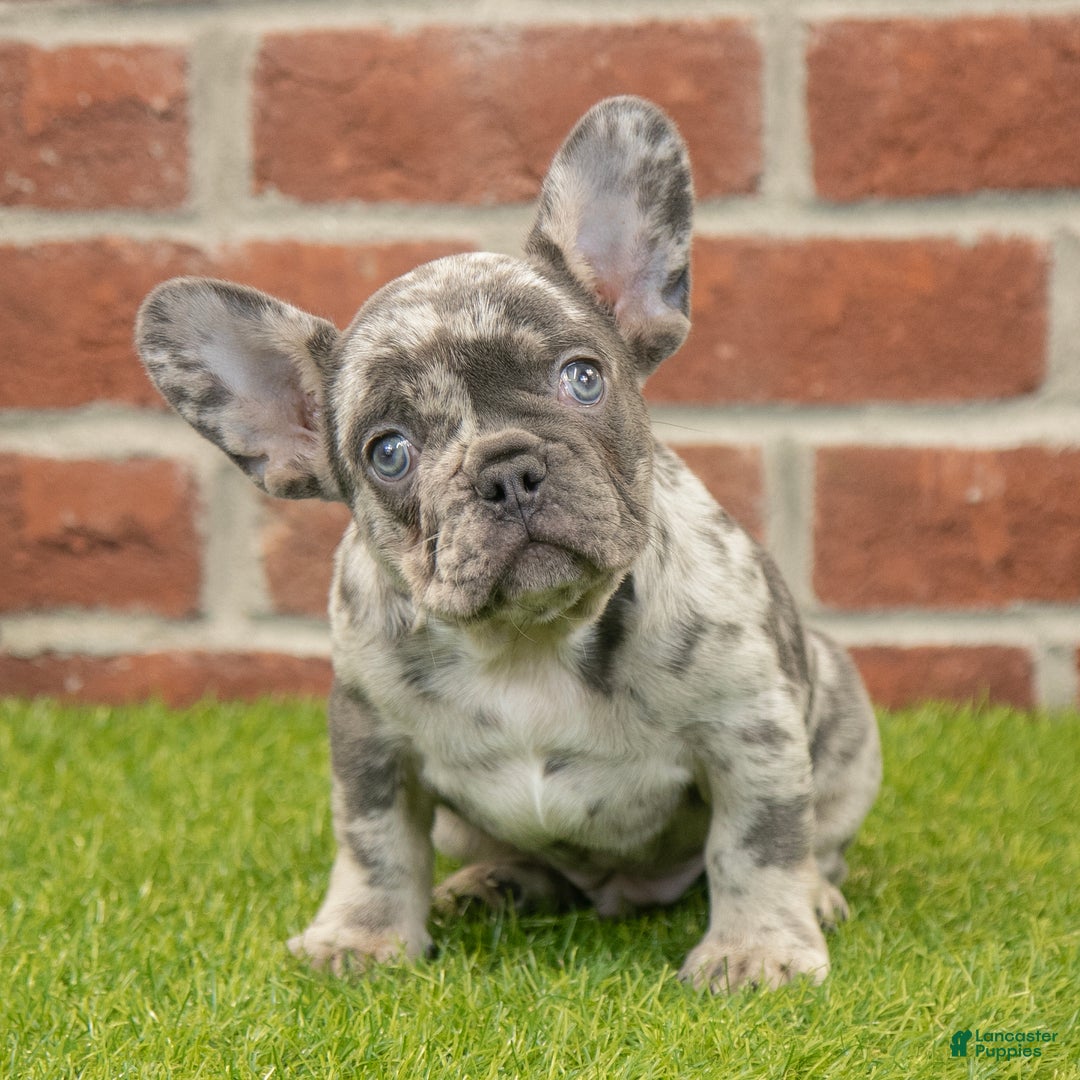 French Bulldog dogs for sale: Diesel - Ad 5