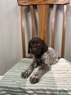 German Shorthaired Pointer dogs Bailey - Ad 1