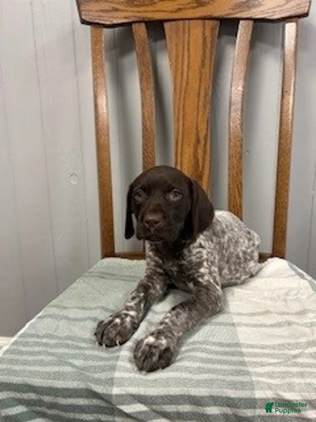 German Shorthaired Pointer dogs for sale: Bailey - Ad 1