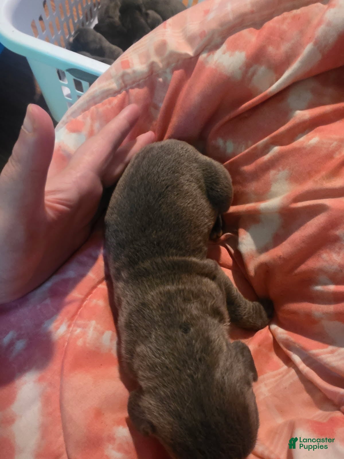 Cane Corso dogs Gray Male Brindle 4 - Ad 33