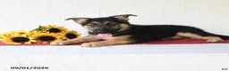 German Shepherd dogs for sale: Tamaiah - Ad 5