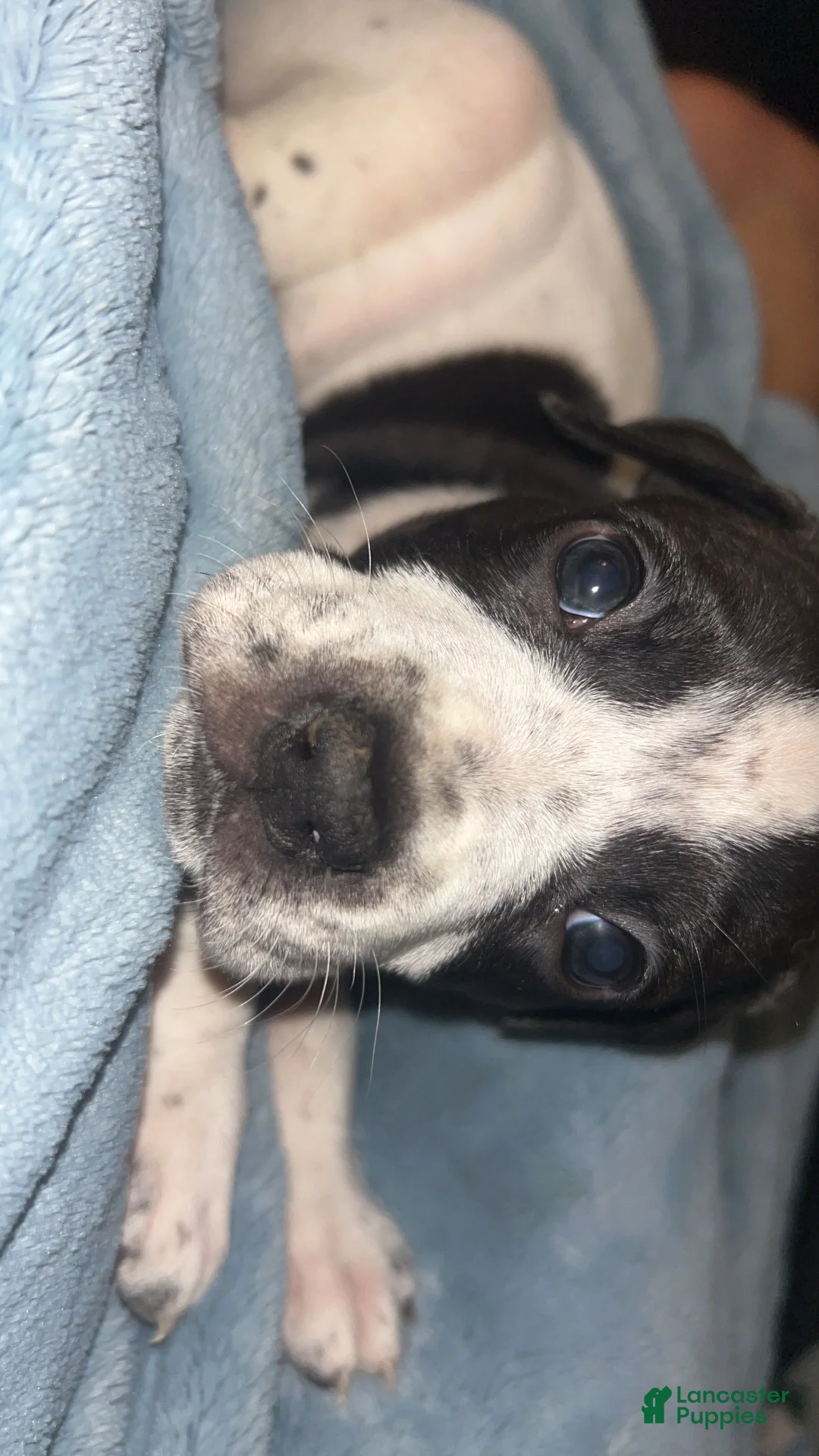 Mixed Breed dogs for sale: Mixed Breed 1 - Ad 1