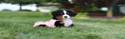 Bernese Mountain Dog dogs for sale: Aurora - Ad 8