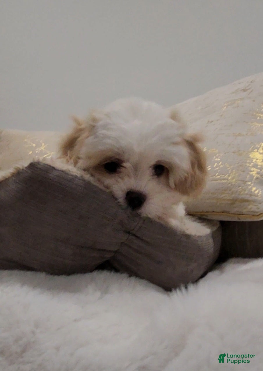 Shihpoo dogs for sale: Prince (Mr. Purple) - Ad 4