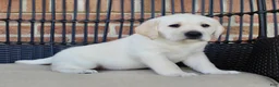 Labrador Retriever dogs for sale: Dexter - Ad 4