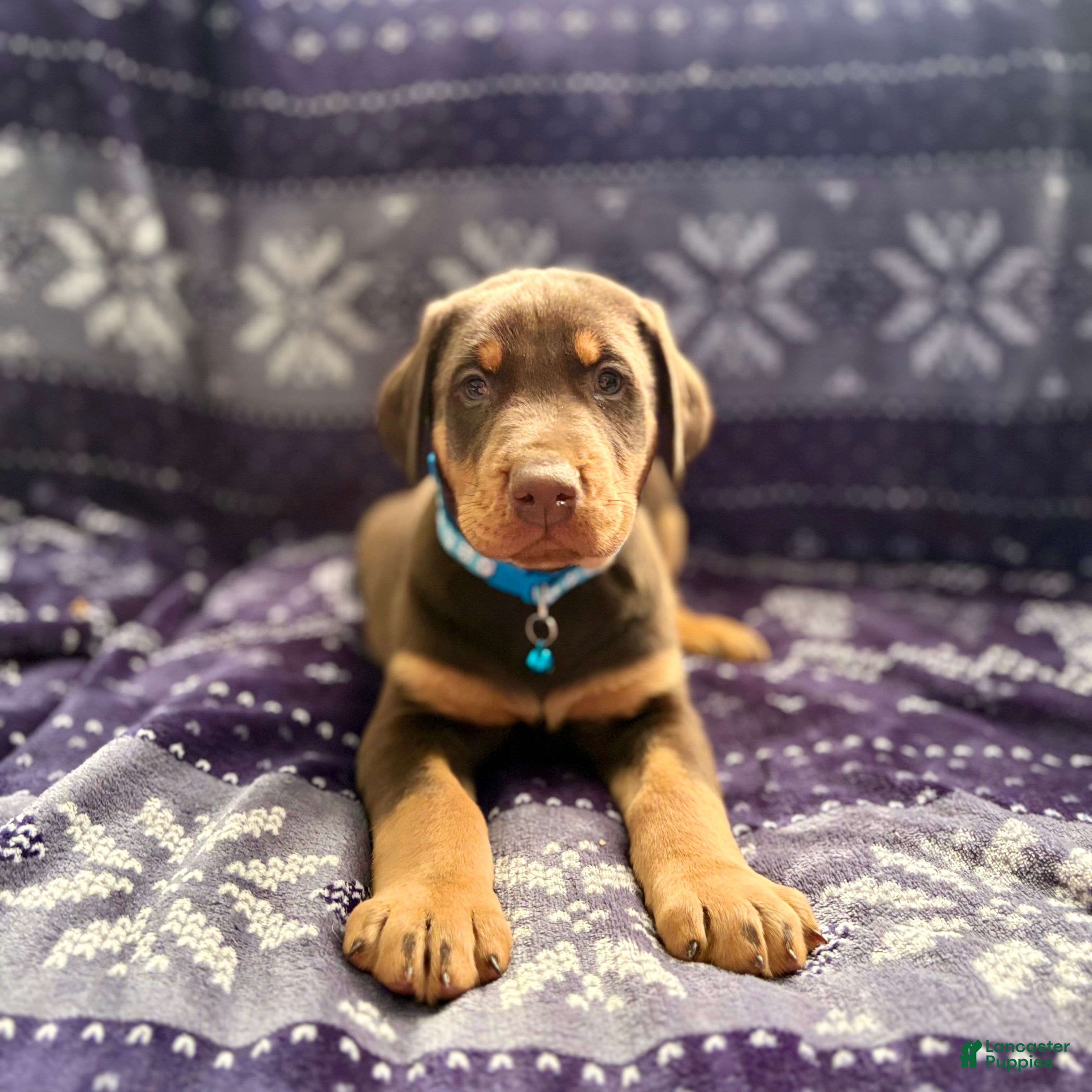 Doberman Pinscher dogs Rudolph  - Ad 9