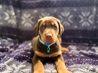 Doberman Pinscher dogs Rudolph - Ad 9