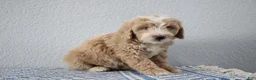 Mini Goldendoodle dogs for sale: Victor - Ad 3