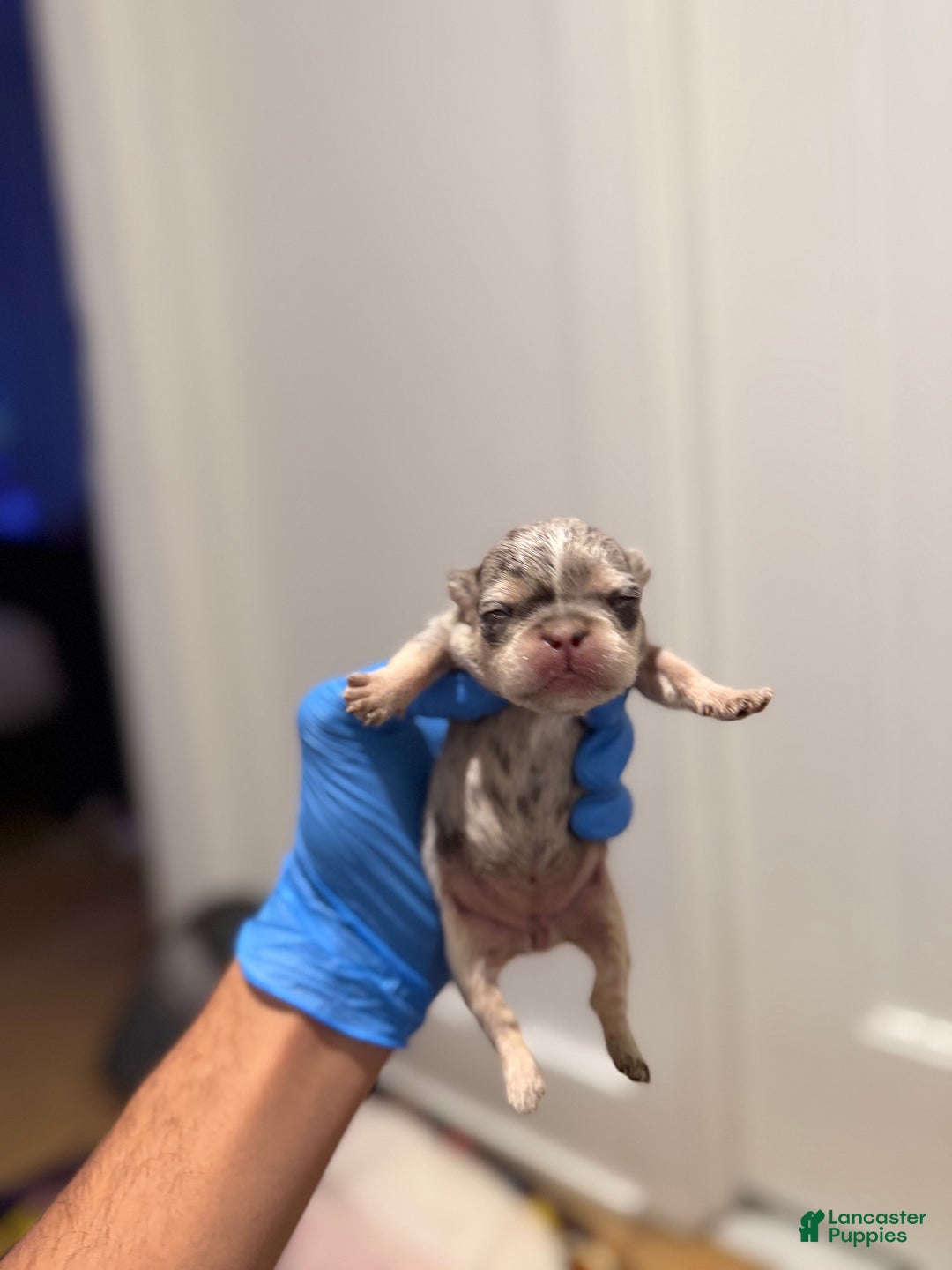 French Bulldog dogs for sale: Aspen - Ad 7