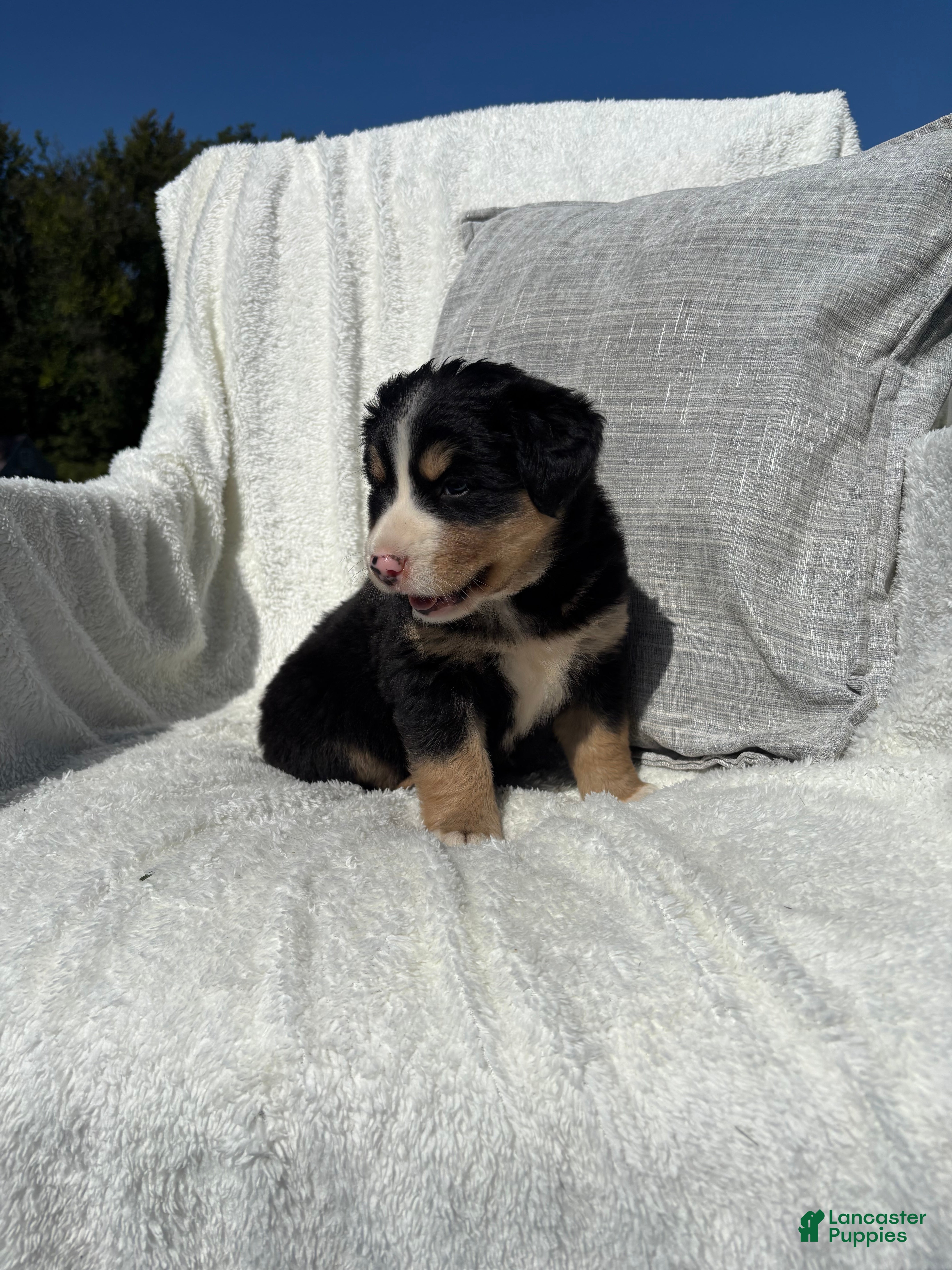 Mixed Breed dogs Mixed Breed 6 - Ad 1