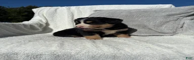 Mixed Breed 6