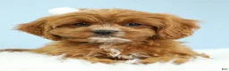 Cavapoo dogs for sale: Toffee 🧁 - Ad 10