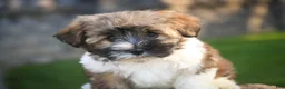 Havanese dogs for sale: Rookie Havanese  - Ad 5