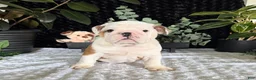 English Bulldog dogs for sale: Theo - Ad 9