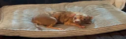 Chihuahua dogs for sale: Mr choco  - Ad 2
