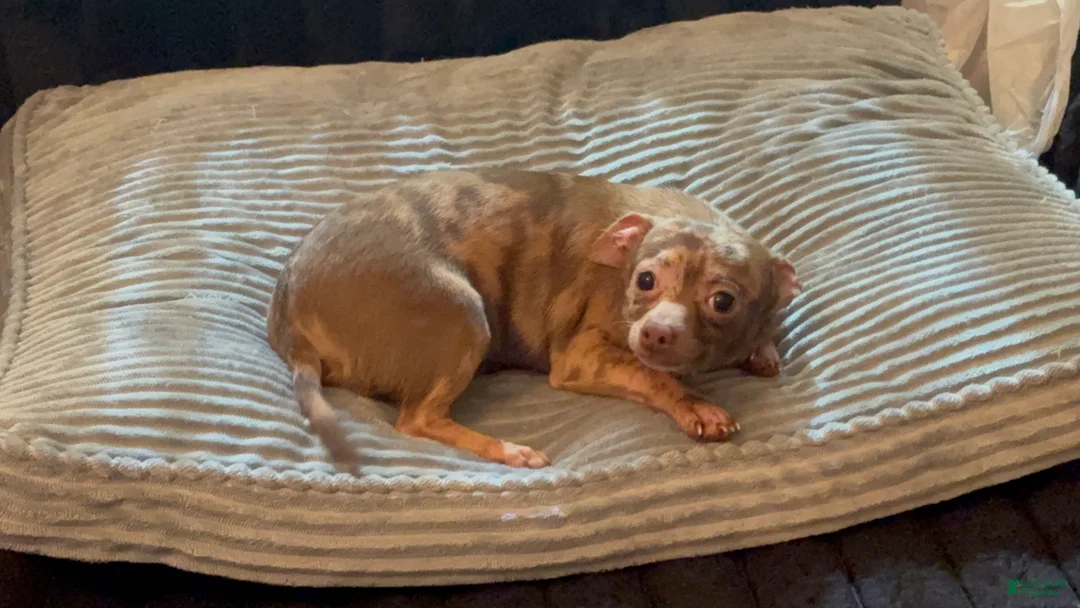 Chihuahua dogs for sale: Mr choco  - Ad 2