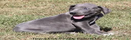 Great Dane dogs for sale: Sophie - Ad 8