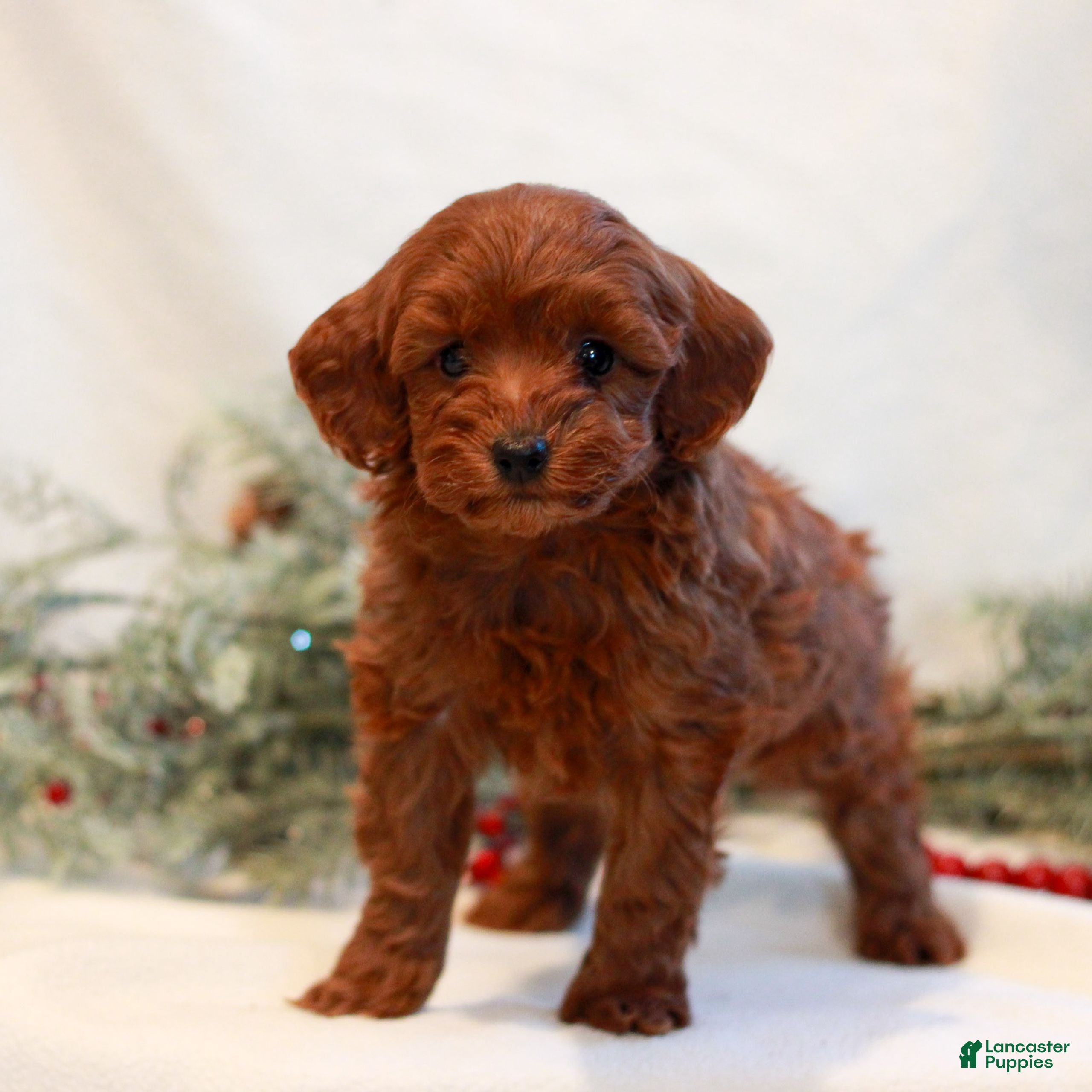 Mini Goldendoodle dogs Faith  - Ad 21