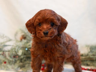 Mini Goldendoodle dogs Faith - Ad 41