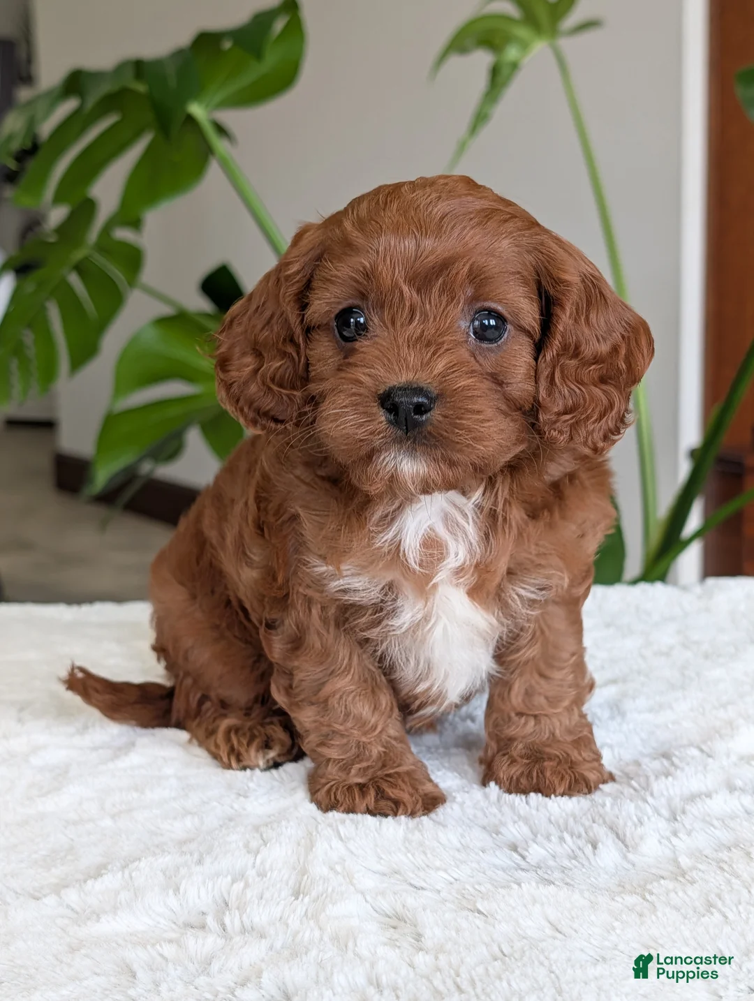 Cavapoo dogs for sale: Kody - Ad 33