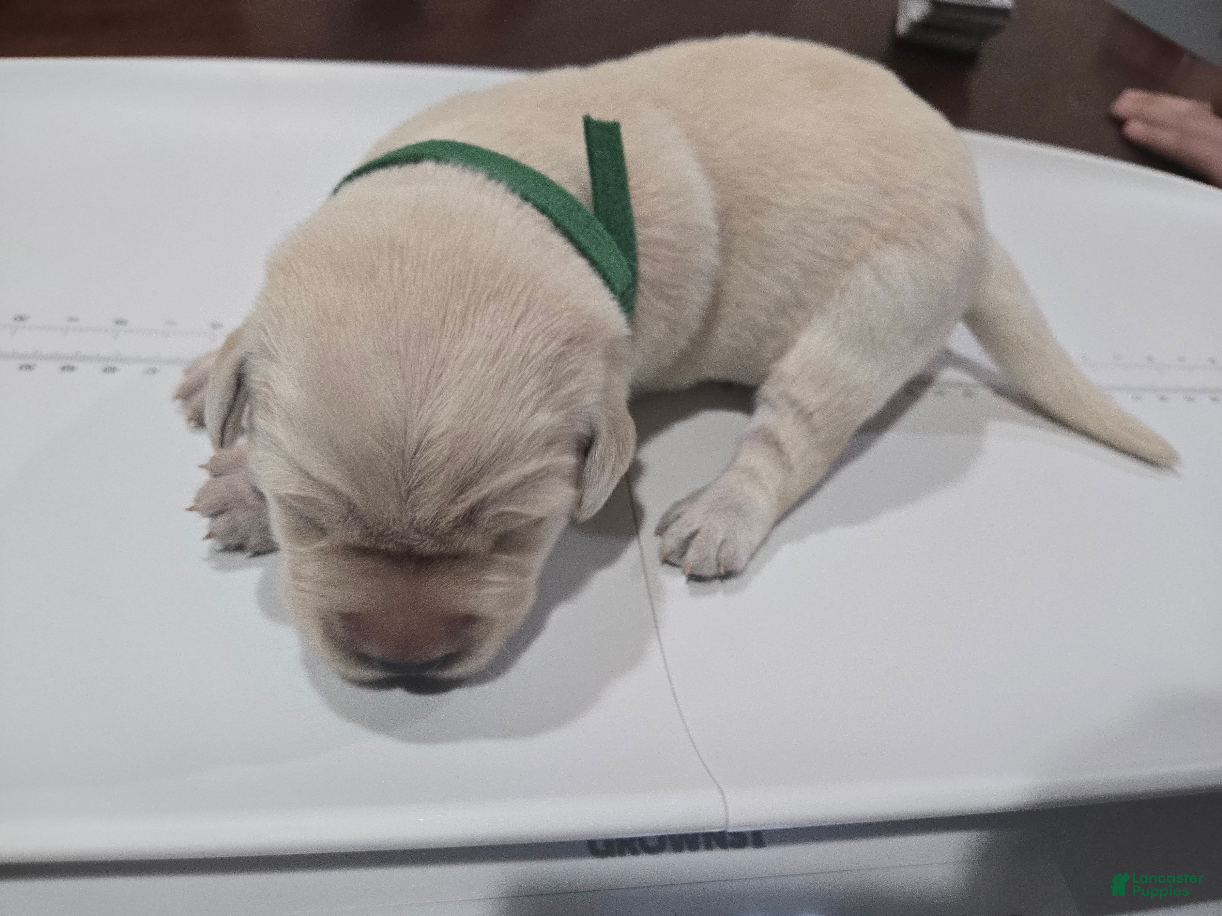 Goldador dogs Green male - Ad 19