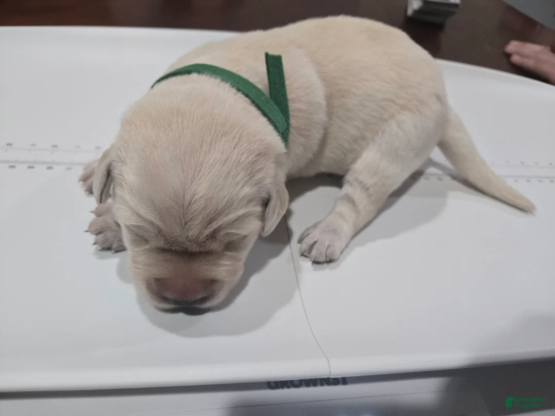 Goldador dogs for sale: Green male - Ad 1