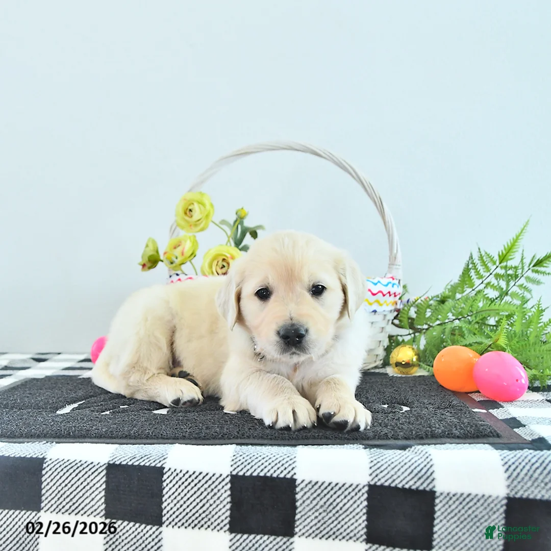 Golden Retriever dogs for sale: Teddy - Ad 2