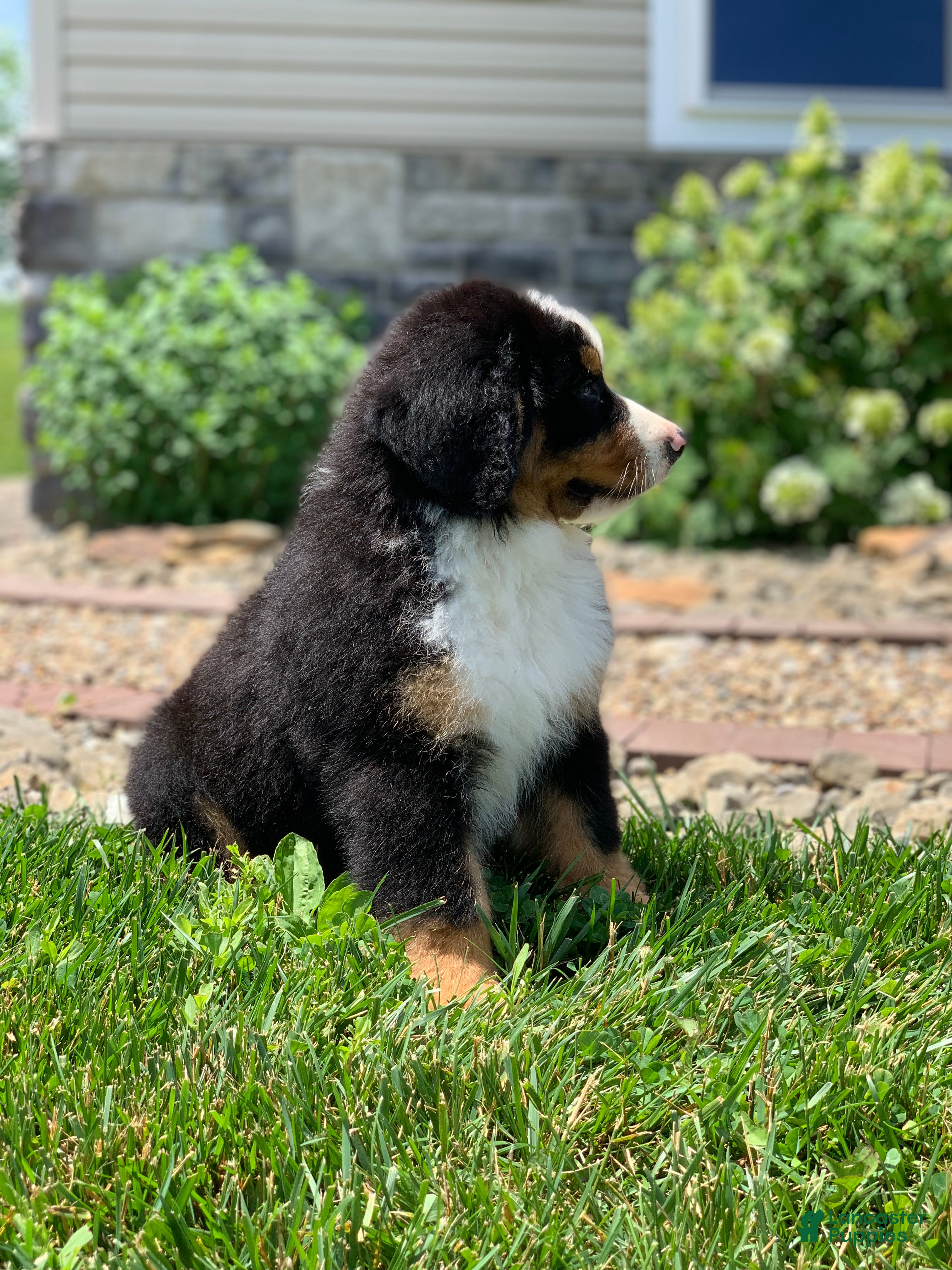 Bernese Mountain Dog dogs Teddy - Ad 2