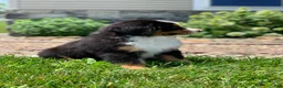 Bernese Mountain Dog dogs for sale: Teddy - Ad 2