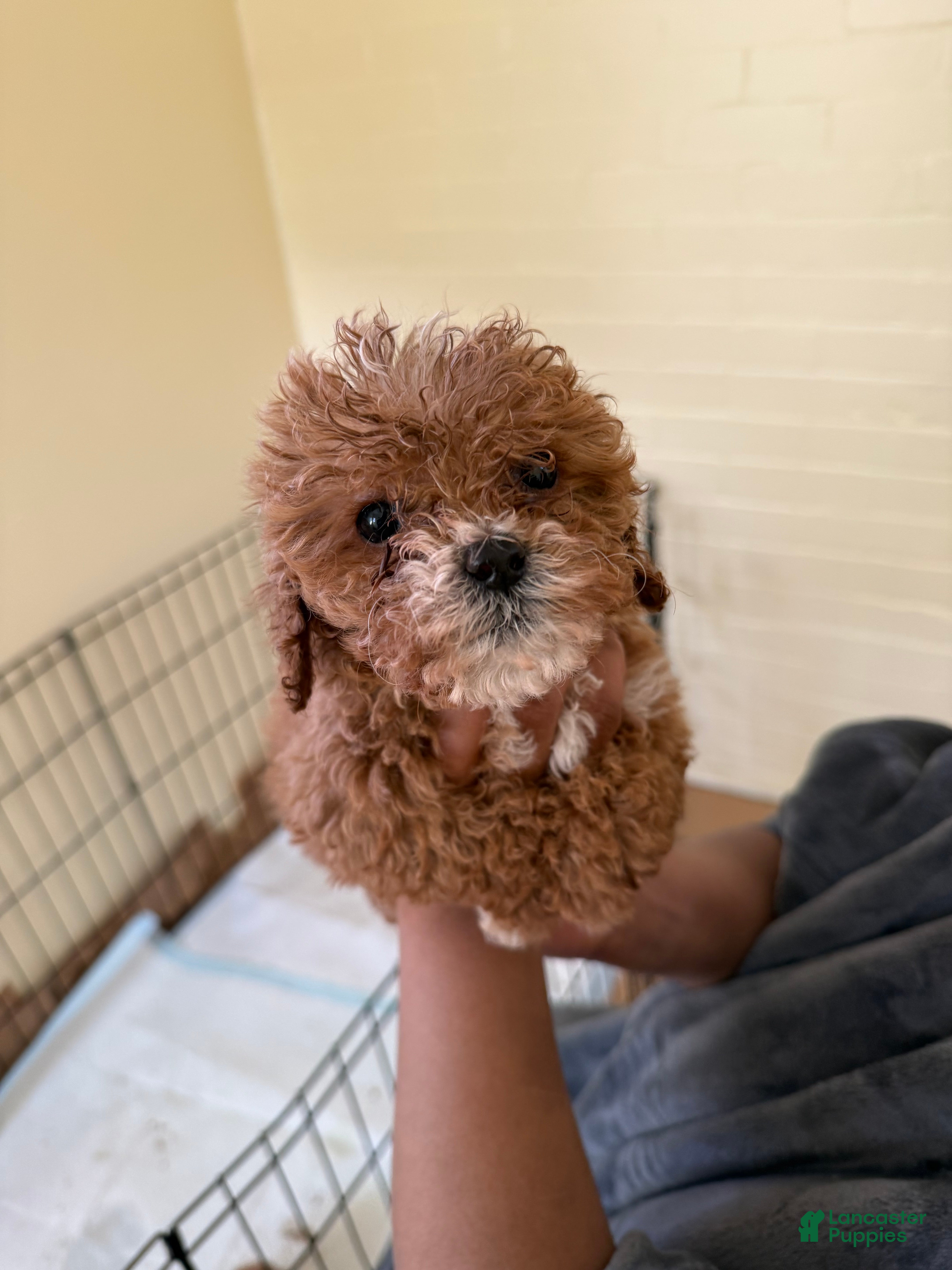 Cavapoo dogs for sale: Fiona - Ad 1