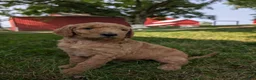Goldendoodle dogs for sale: Sara - Ad 5