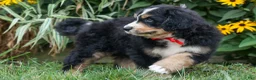 Bernedoodle dogs for sale:  Dylan 🐾 - Ad 4