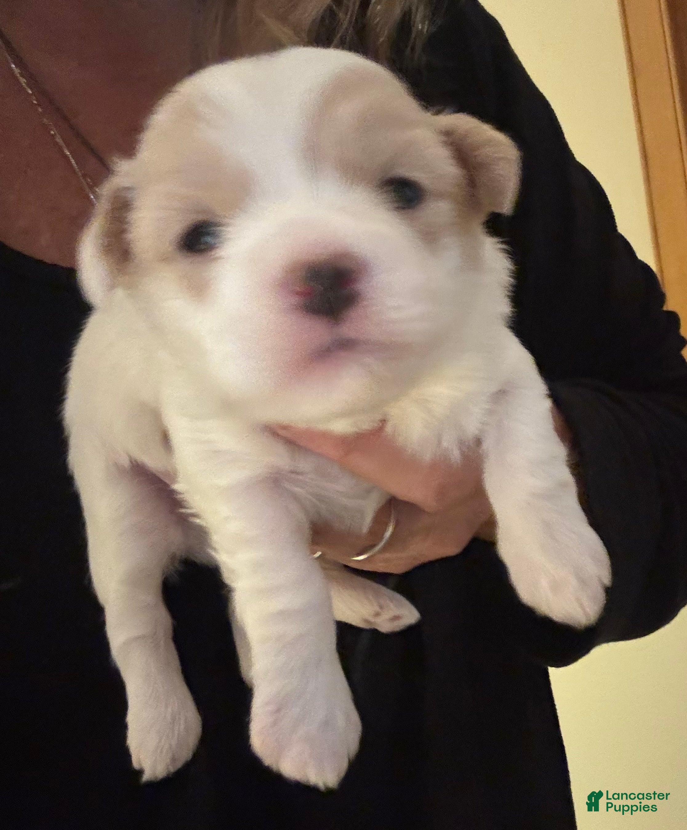 Coton De Tulear dogs Coton De Tulear Puppy 2 - Ad 10