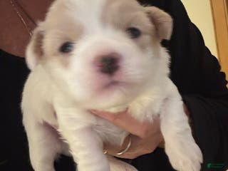 Coton De Tulear dogs Coton De Tulear Puppy 2 - Ad 10