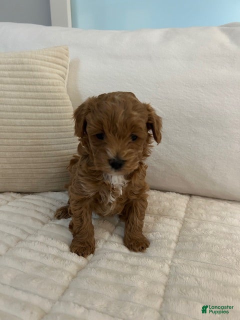 Maltipoo dogs Maltipoo Max - Ad 1