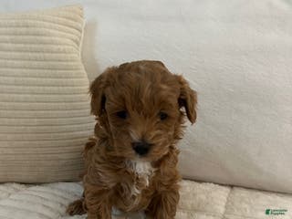 Maltipoo dogs Maltipoo Max - Ad 32