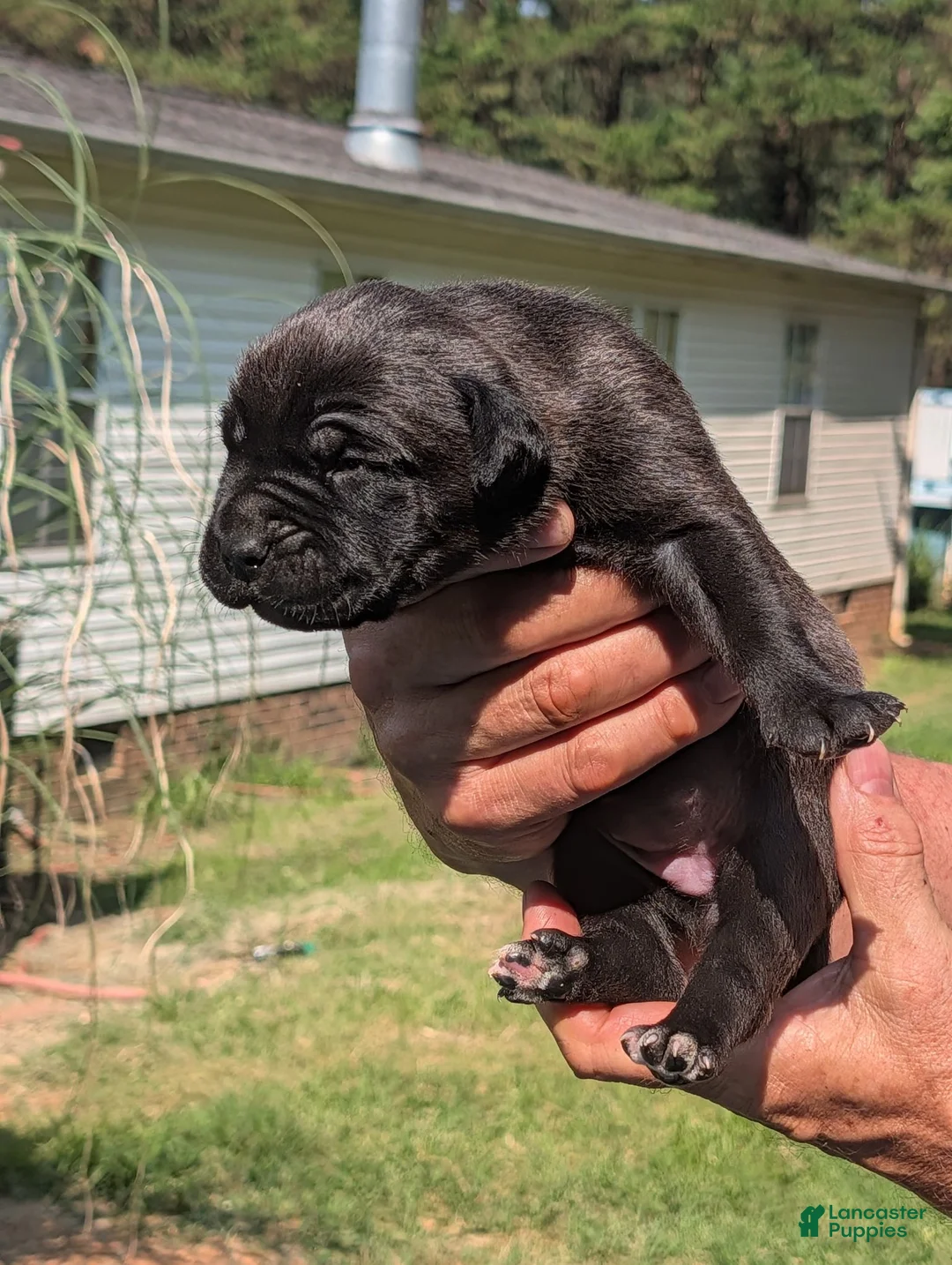 Cane Corso dogs for sale: Cane Corso 11 - Ad 1