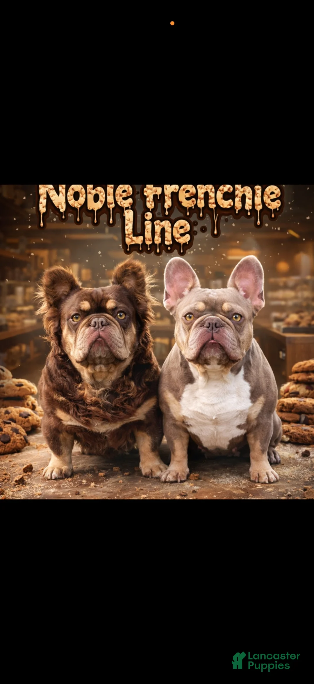 French Bulldog dogs for sale: French Bulldog 1 - Ad 3