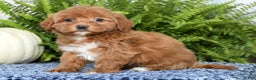 Havapoo dogs for sale: Quella - Ad 4
