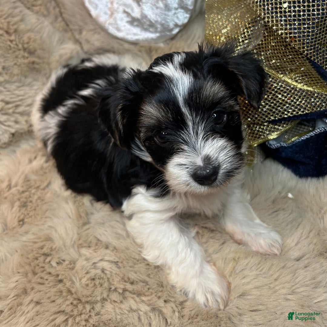 Mixed Breed dogs for sale: Dylan  - Ad 1
