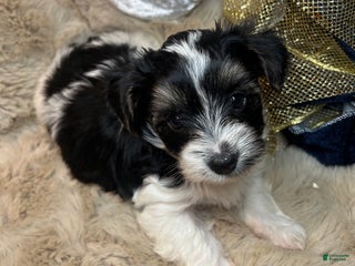 Mixed Breed dogs Dylan - Ad 8