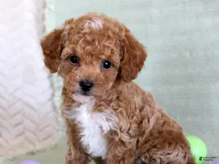 Toy Poodle dogs Oscar - Ad 23