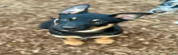 Australian Kelpie dogs for sale: Australian Kelpie 1/4 Mcnab Border Collie - Ad 3